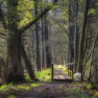 Weg zur Hirschbrücke im Frühling