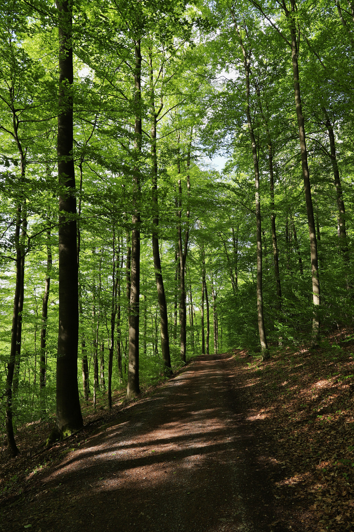 Weg zur Luisenhütte bei Wocklum (2019_05_14_EOS 6D Mark II_2449_ji)