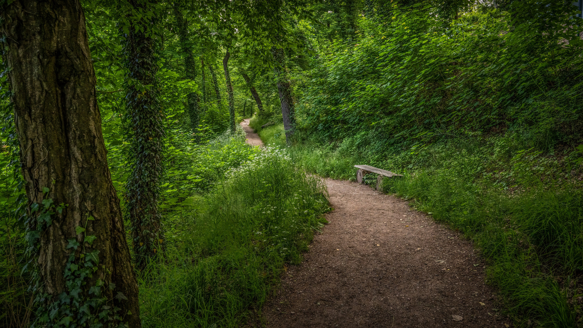 Weg zur Wartburg