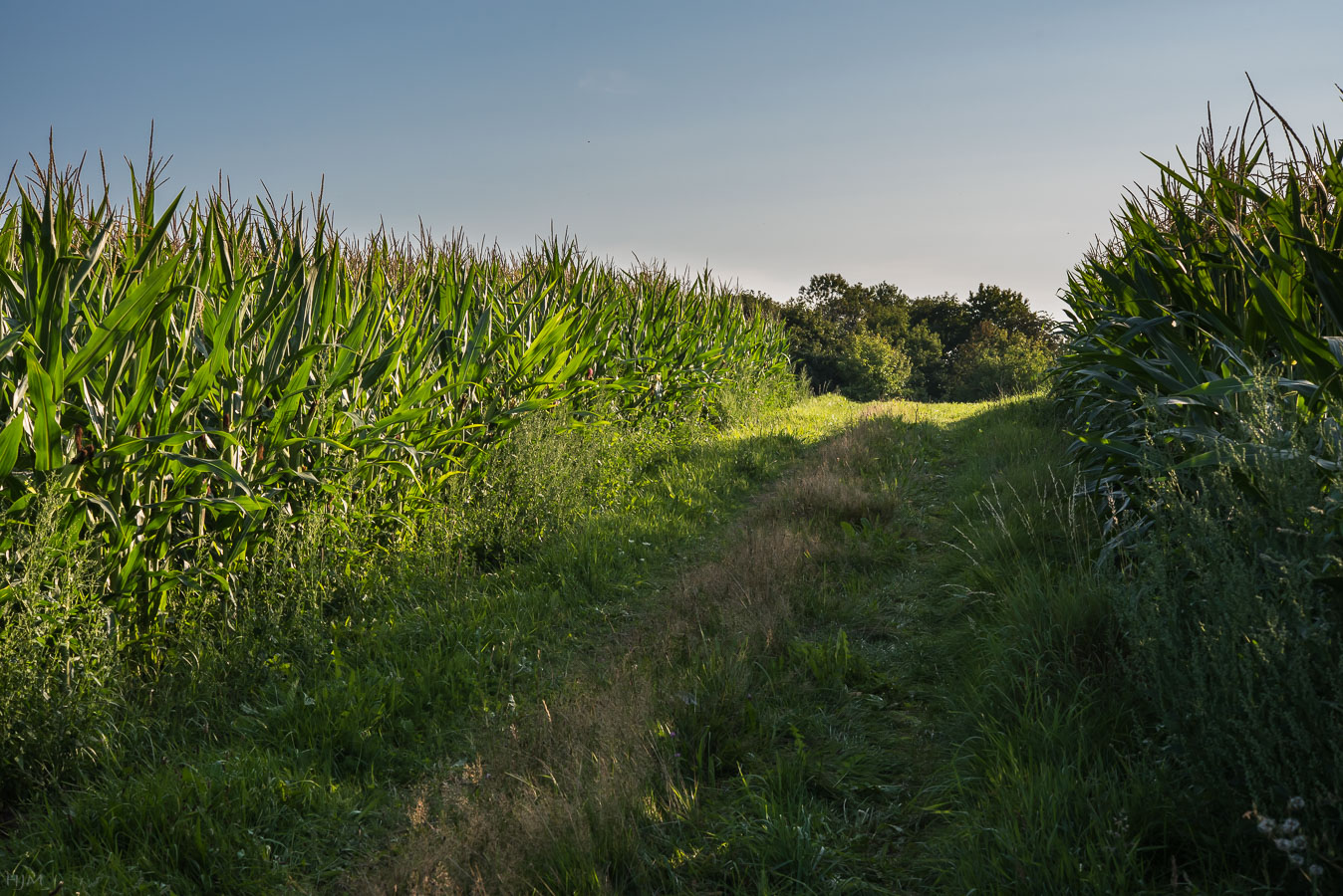 Weg zwischen Maisfeldern