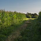 Weg zwischen Maisfeldern