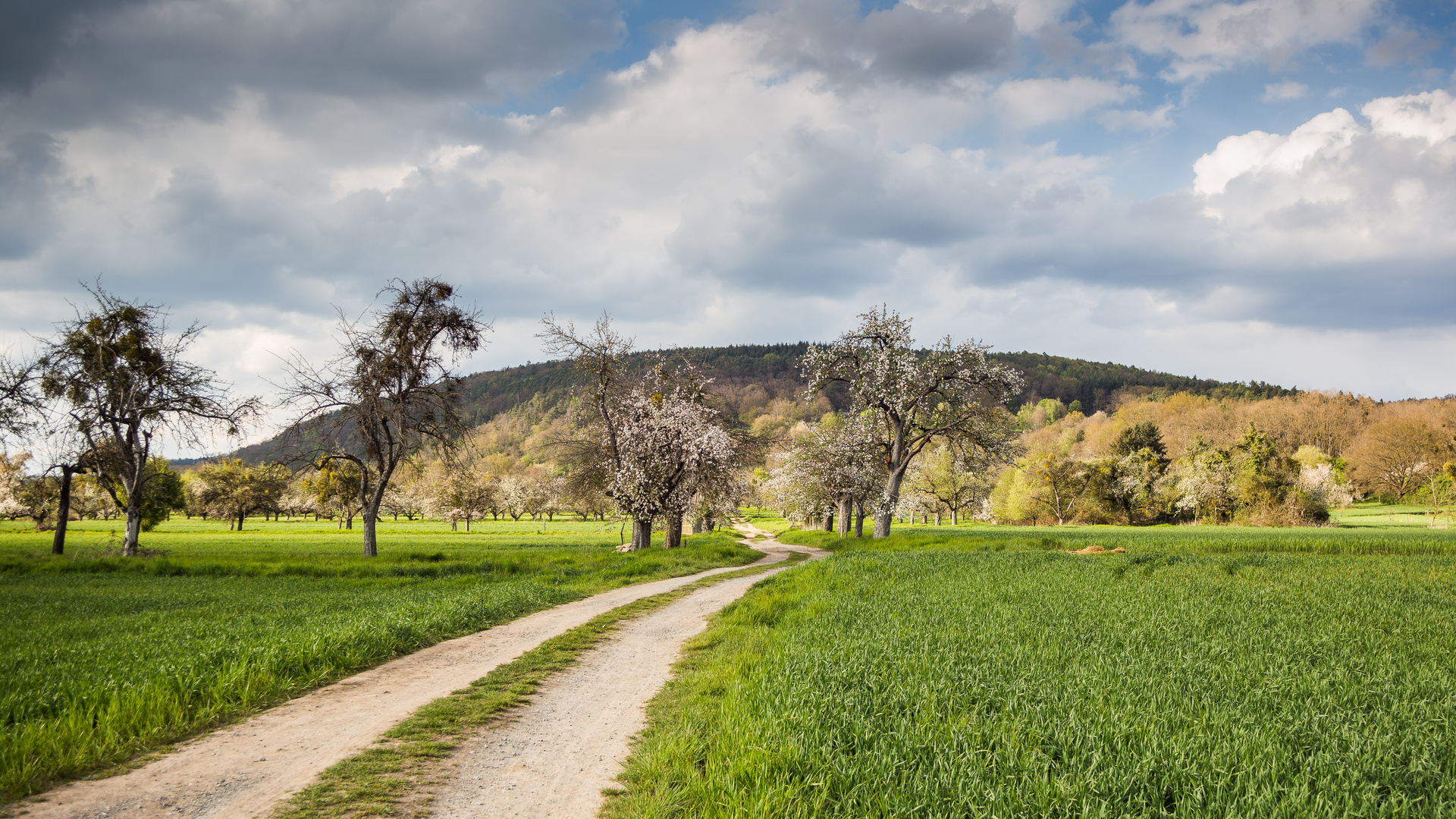 Weg zwischen Steuobstwiesen