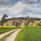 Weg zwischen Steuobstwiesen