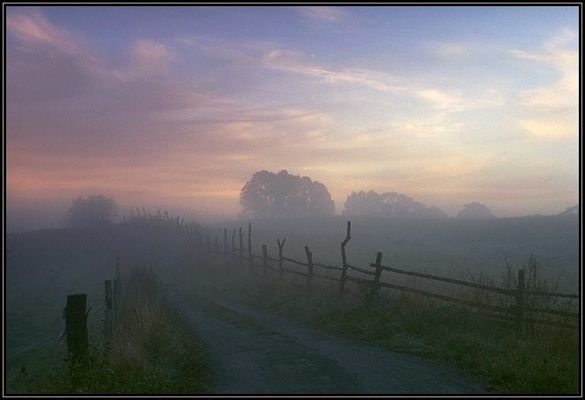 Weg zwischen Weiden im Morgennebel