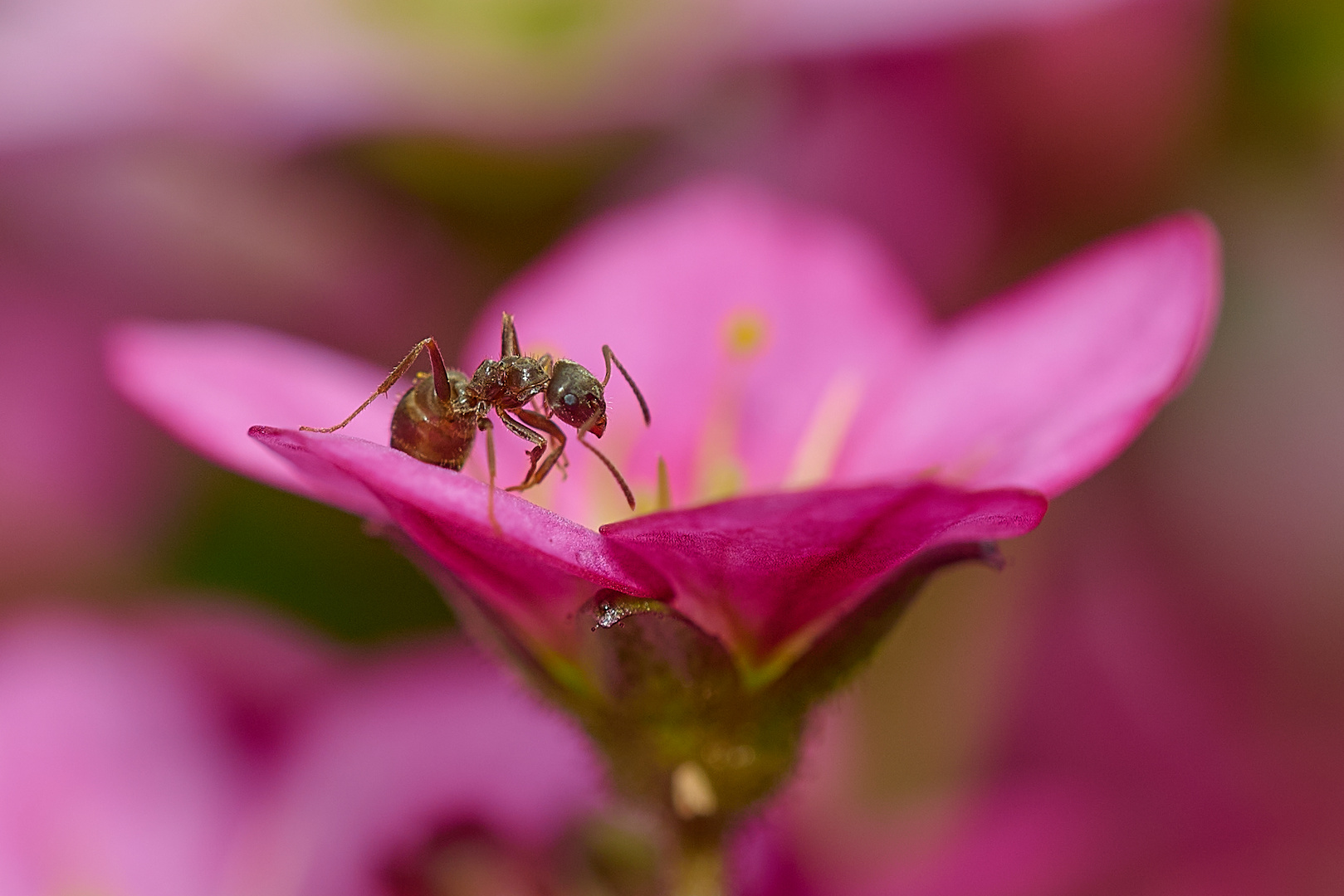 Wegameise auf der Blüte....