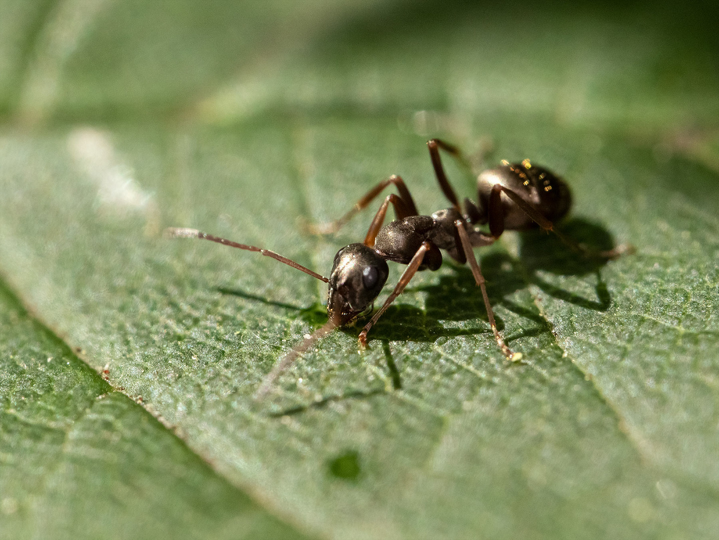 Wegameise (Lasius niger) auf einem Blatt 