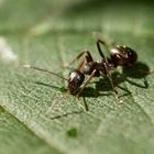 Wegameise (Lasius niger) auf einem Blatt 