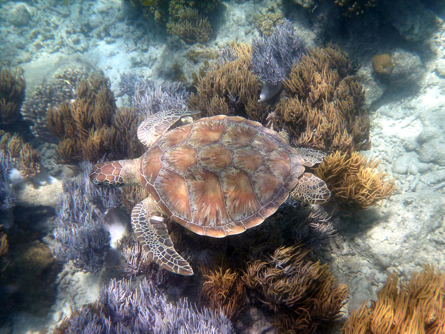 Wegbegleiter beim Schorcheln - Great Barrier Reef Australien