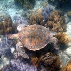 Wegbegleiter beim Schorcheln - Great Barrier Reef Australien