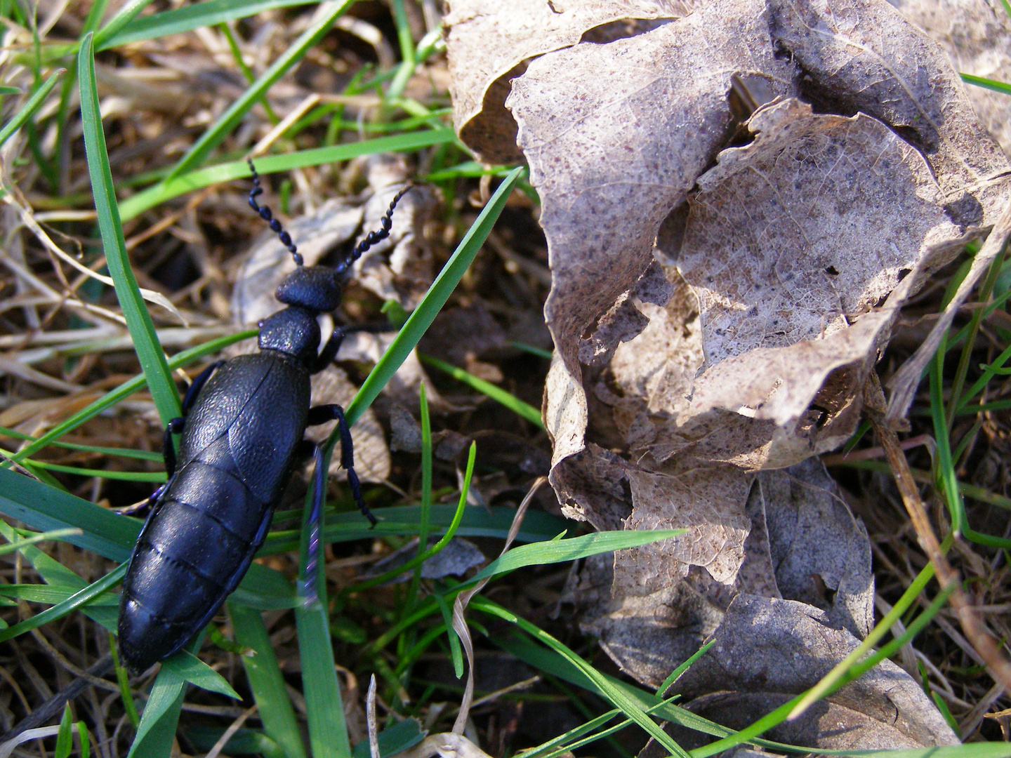 Wegbegleiter in schwarz