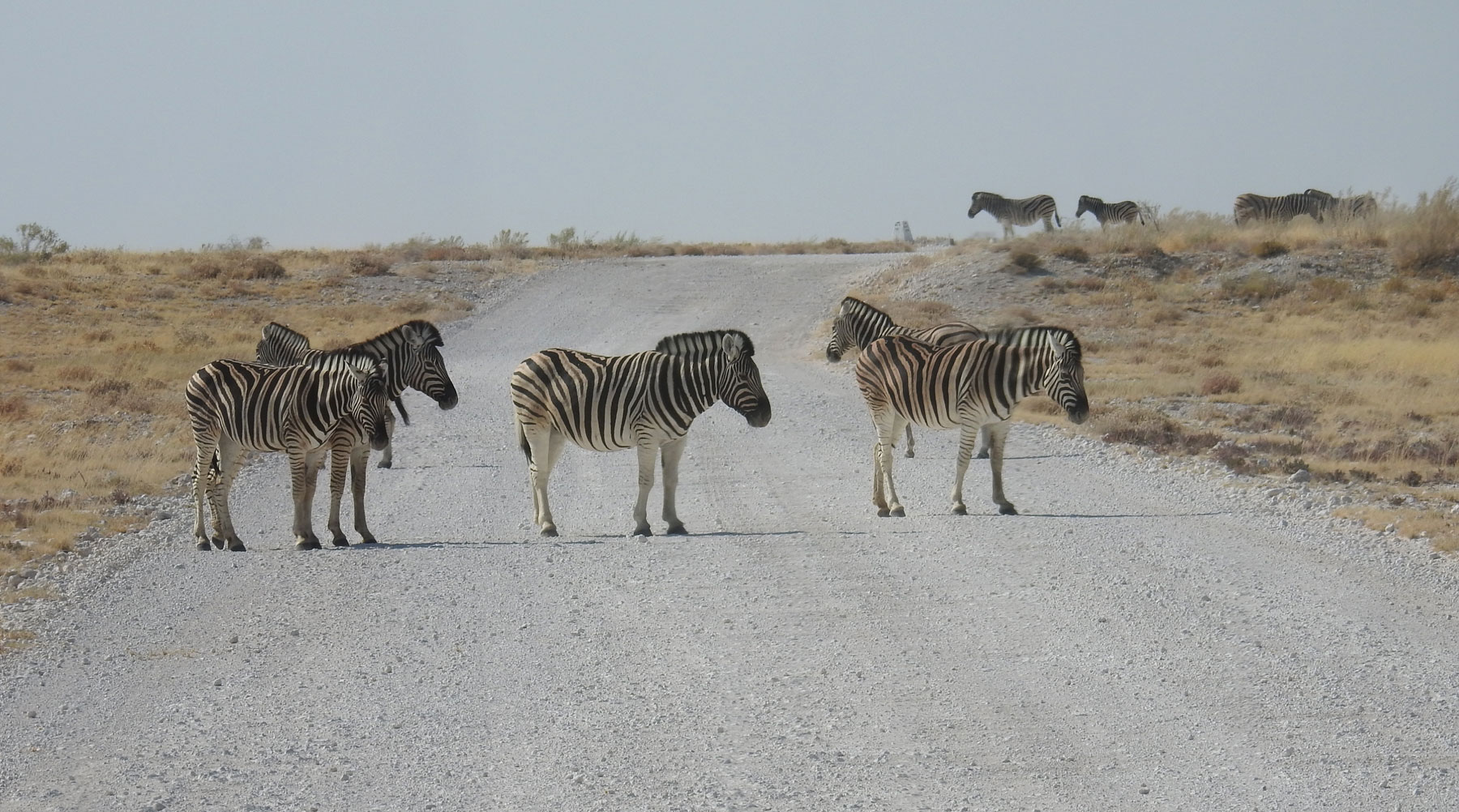 Wegblockade, da geht jemand über den Zebrastreifen