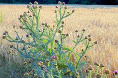 Wegdistel am Feldrain