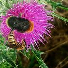 Wegdistel mit Insekten