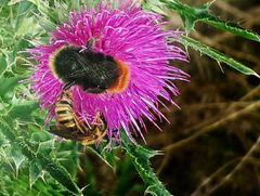 Wegdistel mit Insekten