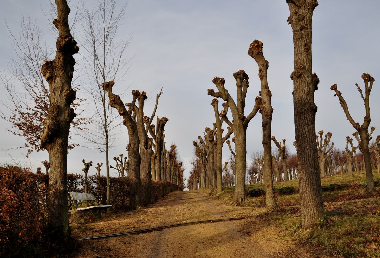 Wege am Herrnhuter Hutberg über den Gottesacker