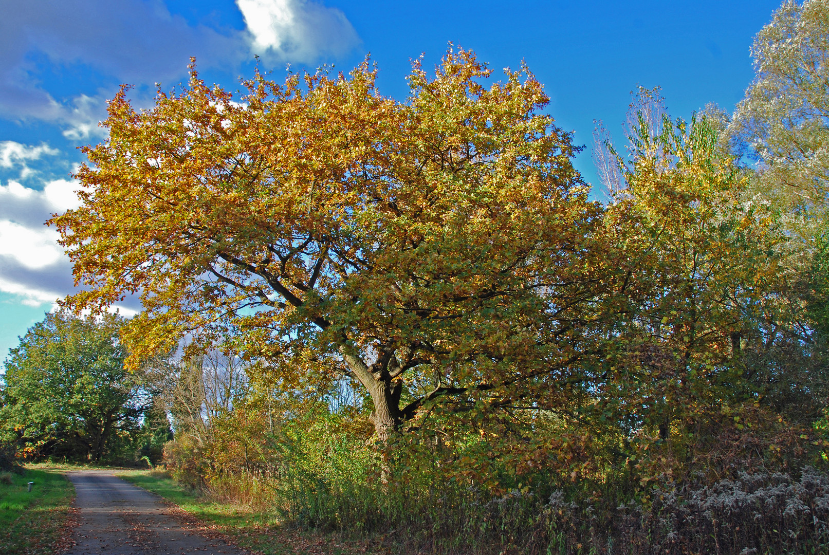 Wege aus dem Herbst 4