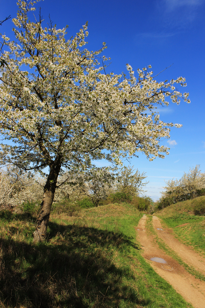 Wege beim Wandern