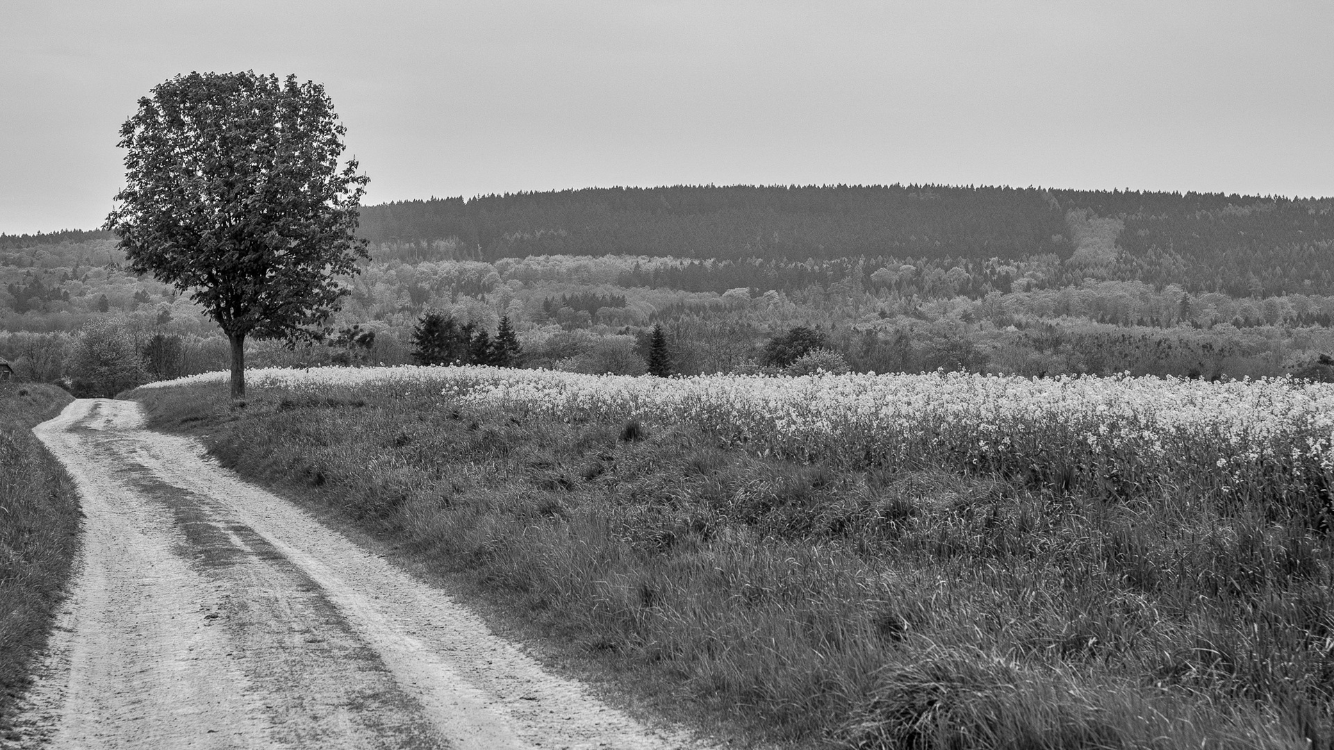 Wege durch das Calenberger Land