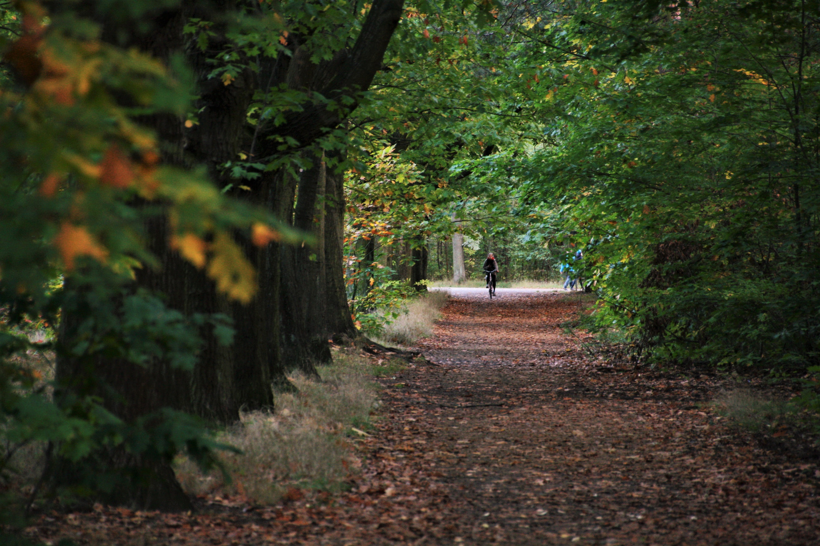 Wege durch den Herbst