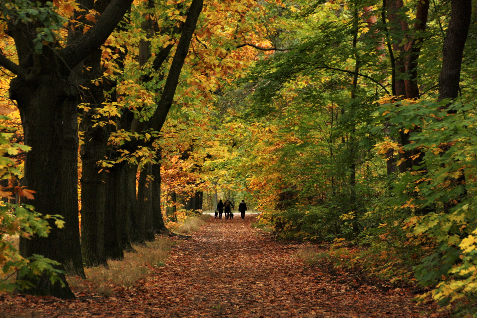 Wege durch den Herbst ...... eine Woche später