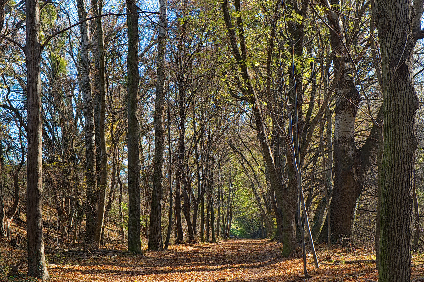 Wege durch den herbstlichen Wiener Prater