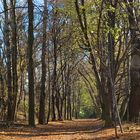 Wege durch den herbstlichen Wiener Prater