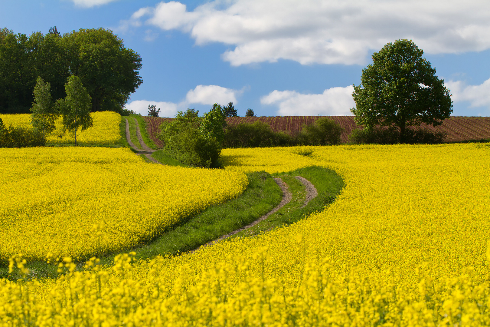 Wege durch den Raps