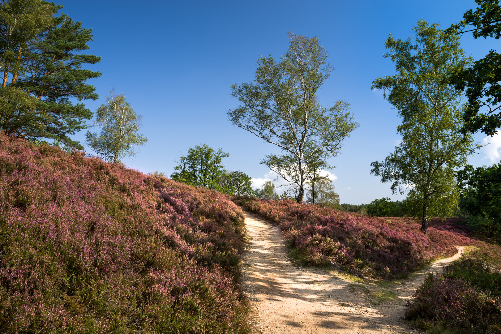 Wege durch die Heide