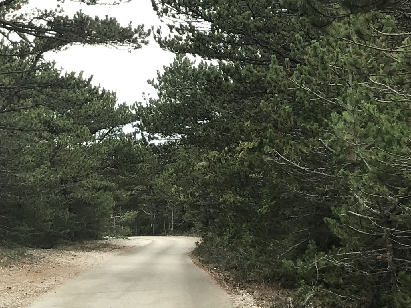 Wege durch Nadelbaumwälder 