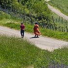 Wege durch Weinberg Landschaften mit wehendem Gewand