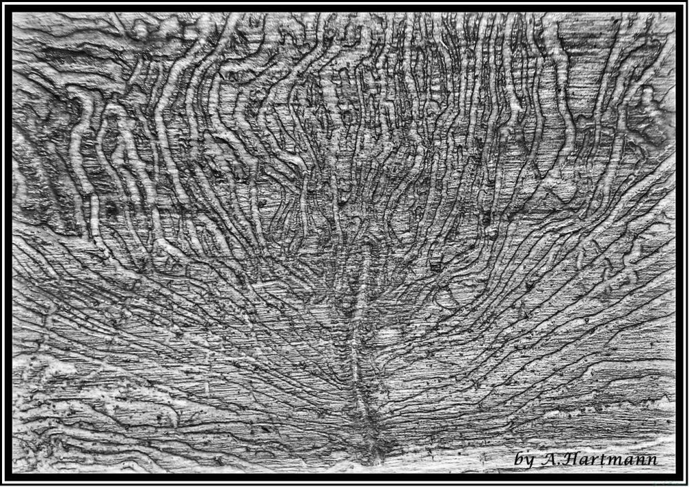 Wege eines Holzwurms II