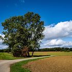 Wege, Felder und Bäume