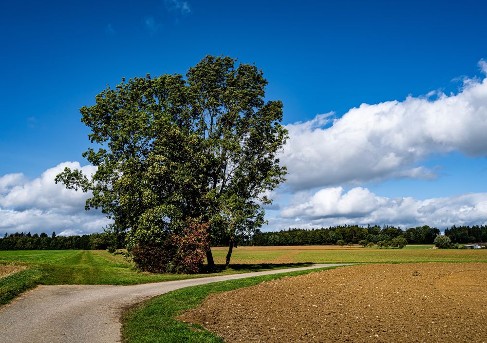 Wege, Felder und Bäume