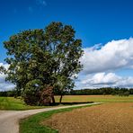 Wege, Felder und Bäume