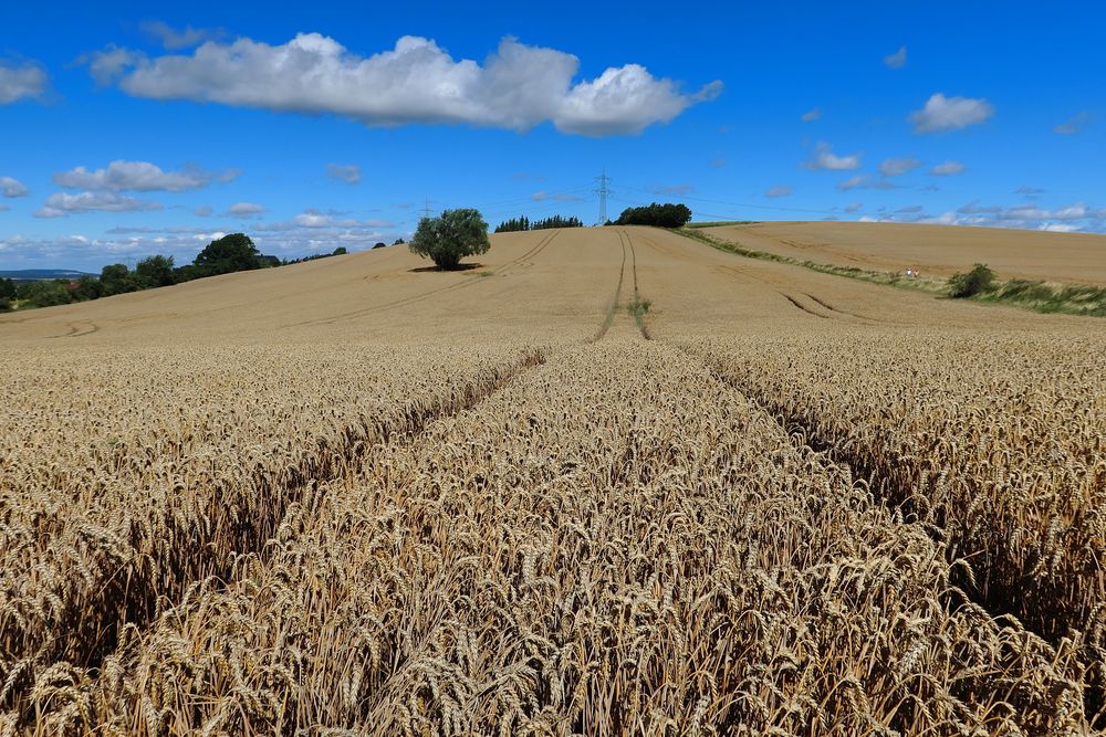 Wege im Feld...