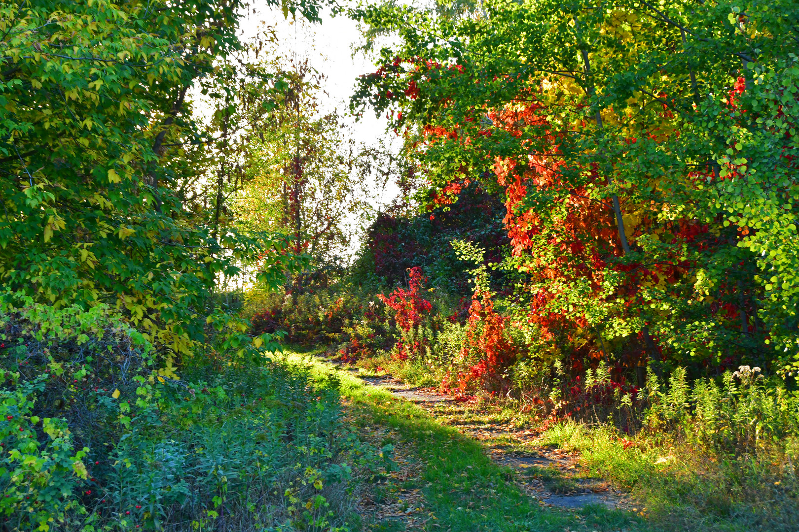 Wege im Herbst 1