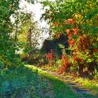 Wege im Herbst 1