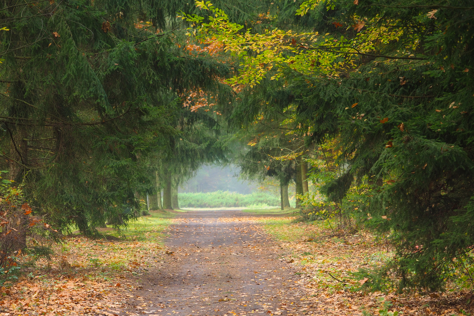 Wege im Herbst Foto & Bild | bäume, baum, weg Bilder auf ...