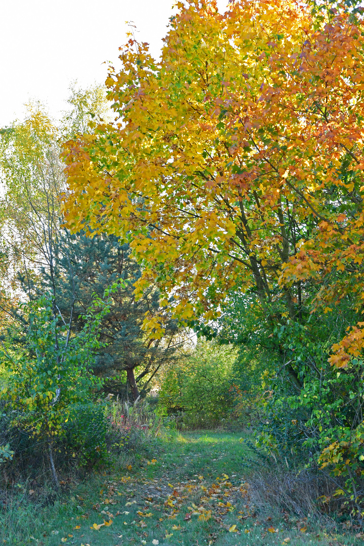 Wege im Herbst 2