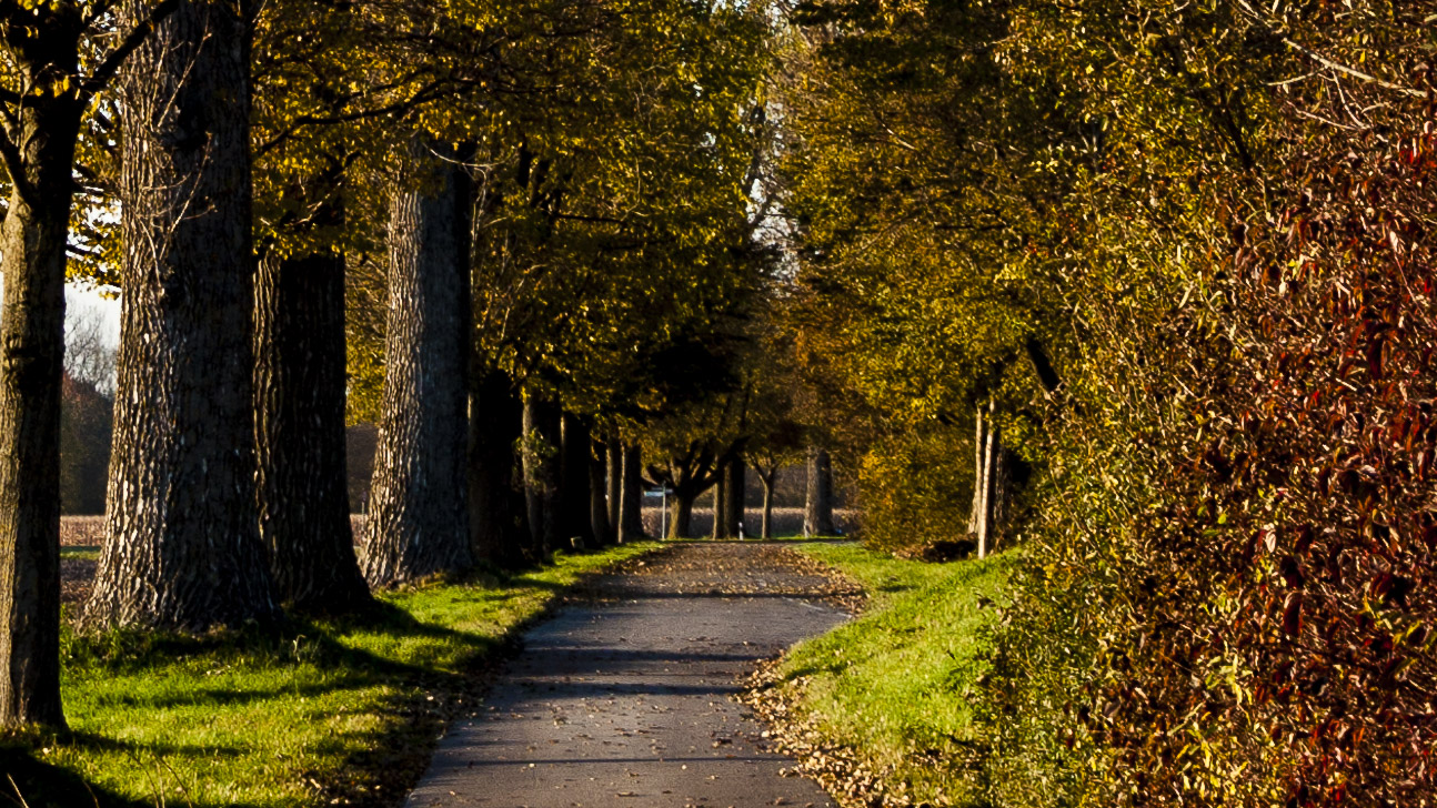 Wege im Herbst