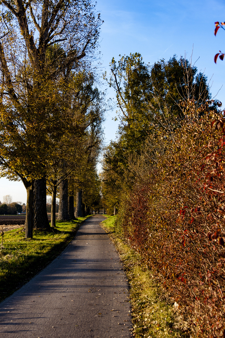 Wege im Herbst