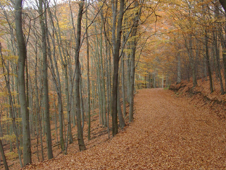 Wege im Herbst