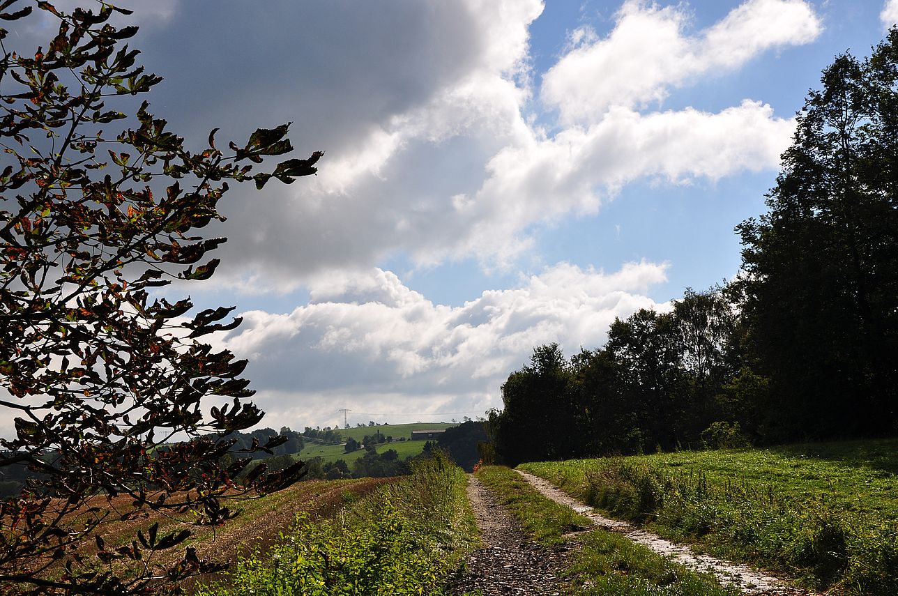 Wege im Herbst