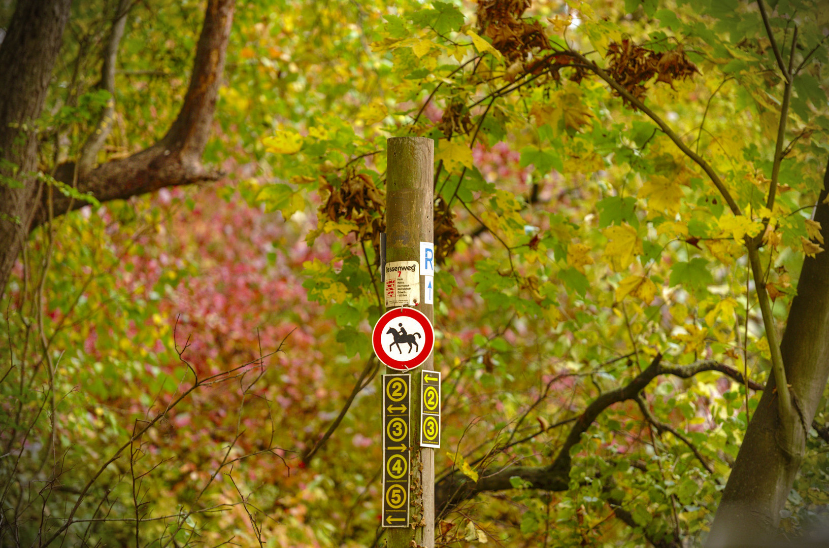 Wege im Herbstwald