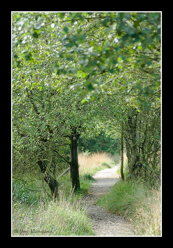 Wege im Hohen Venn in Farbe (05278)