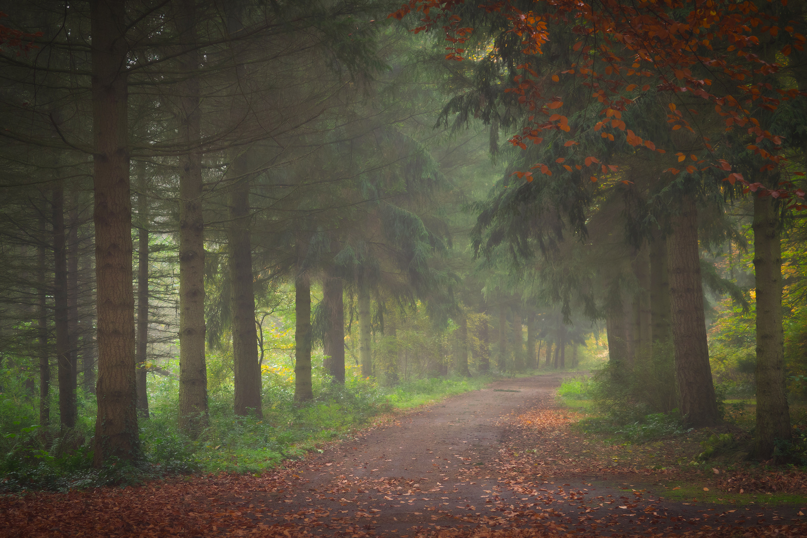 Wege im Morgennebel