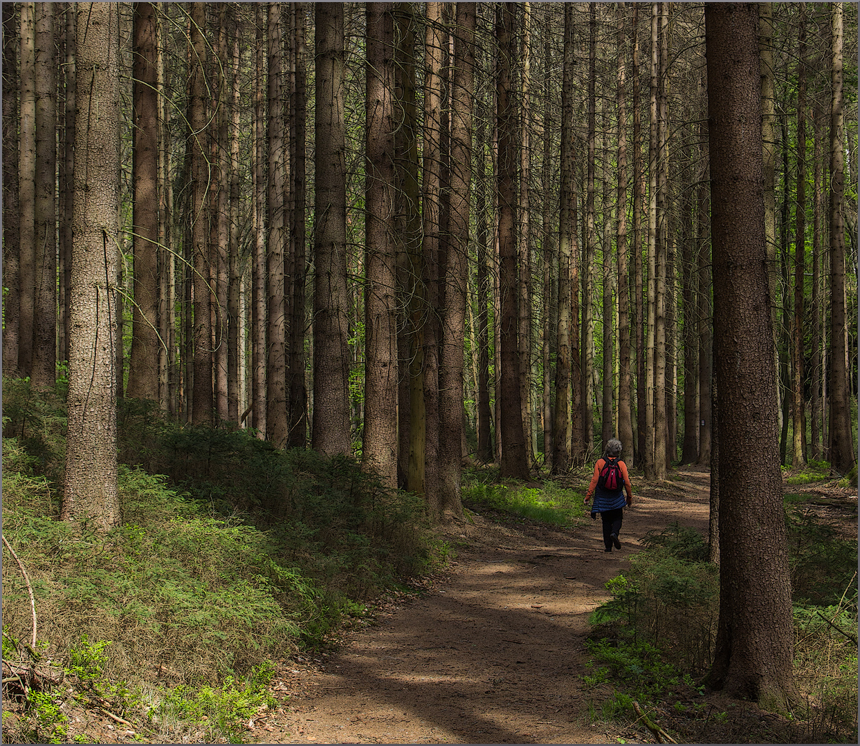 Wege im Nationalpark 