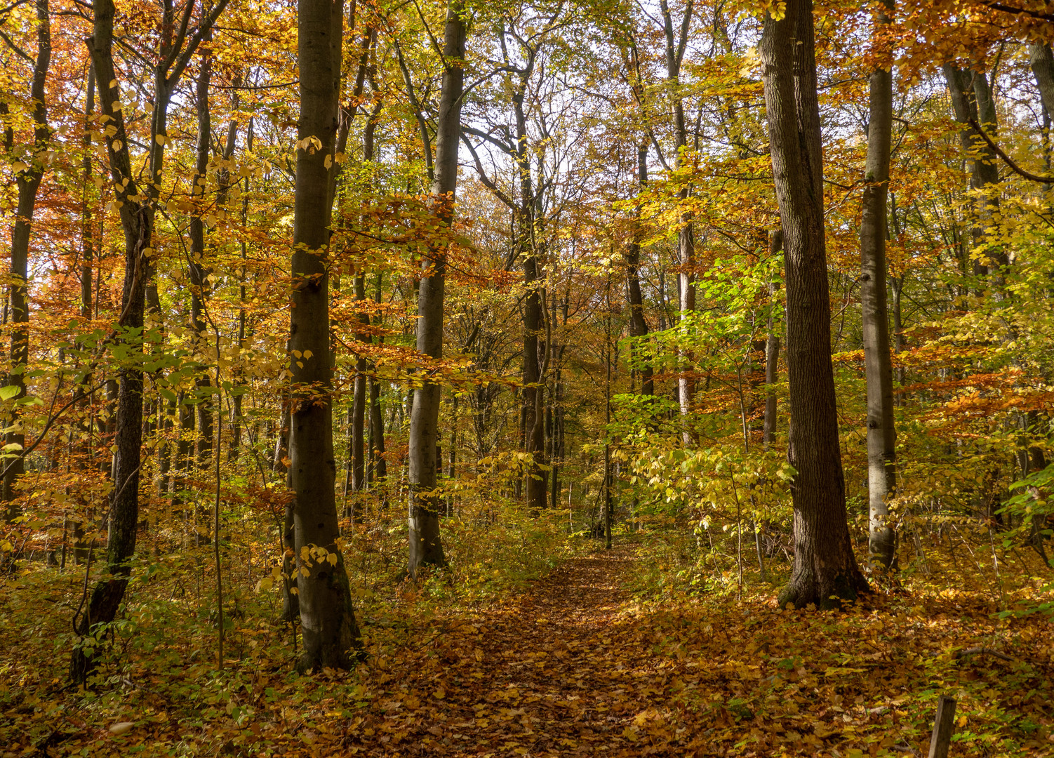 Wege im Nationalpark Hainich 1