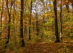 Wege im Nationalpark Hainich 1