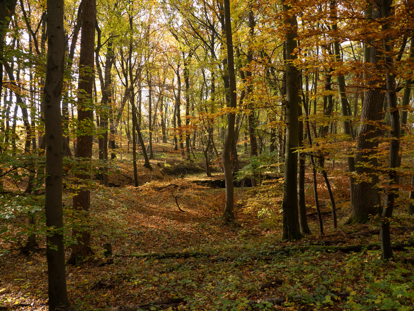 Wege im Nationalpark Hainich 2